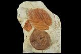 Three Fossil Leaves (Beringiaphyllum & Davidia) - Montana #97729-2